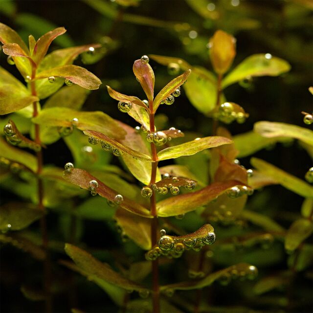 Rotala macrandra &quot;Green&quot; (&quot;Wavy&quot;)