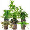 Aquarienpflanzen Set - 30 Liter - Farbig - einfach - Nr. 06