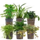 Aquarienpflanzen Set - 30 Liter - Farbig - einfach - Nr. 07