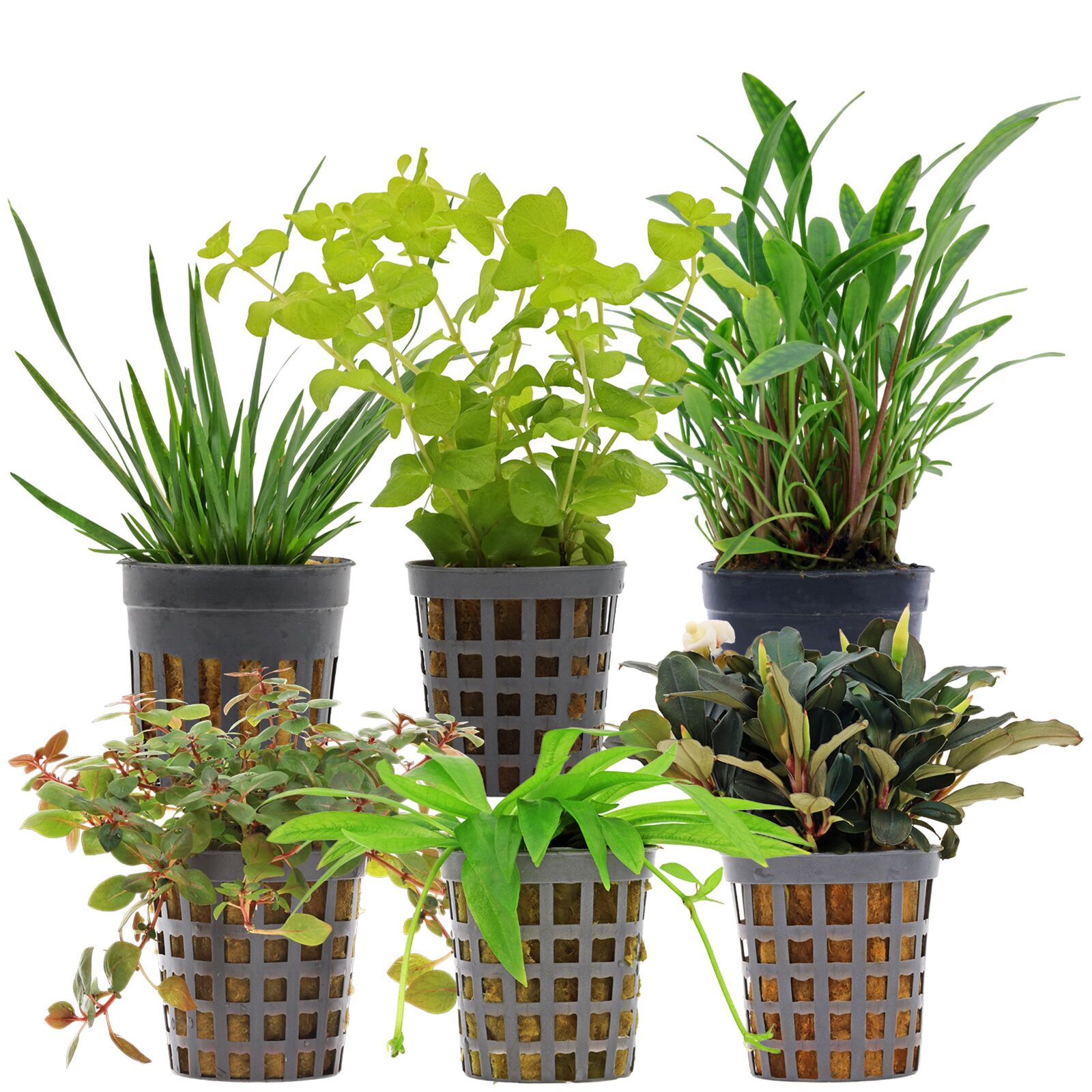 Aquarienpflanzen Set - 30 Liter - Farbig - einfach - Nr. 08