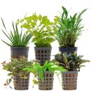 Aquarienpflanzen Set - 30 Liter - Farbig - einfach - Nr. 08