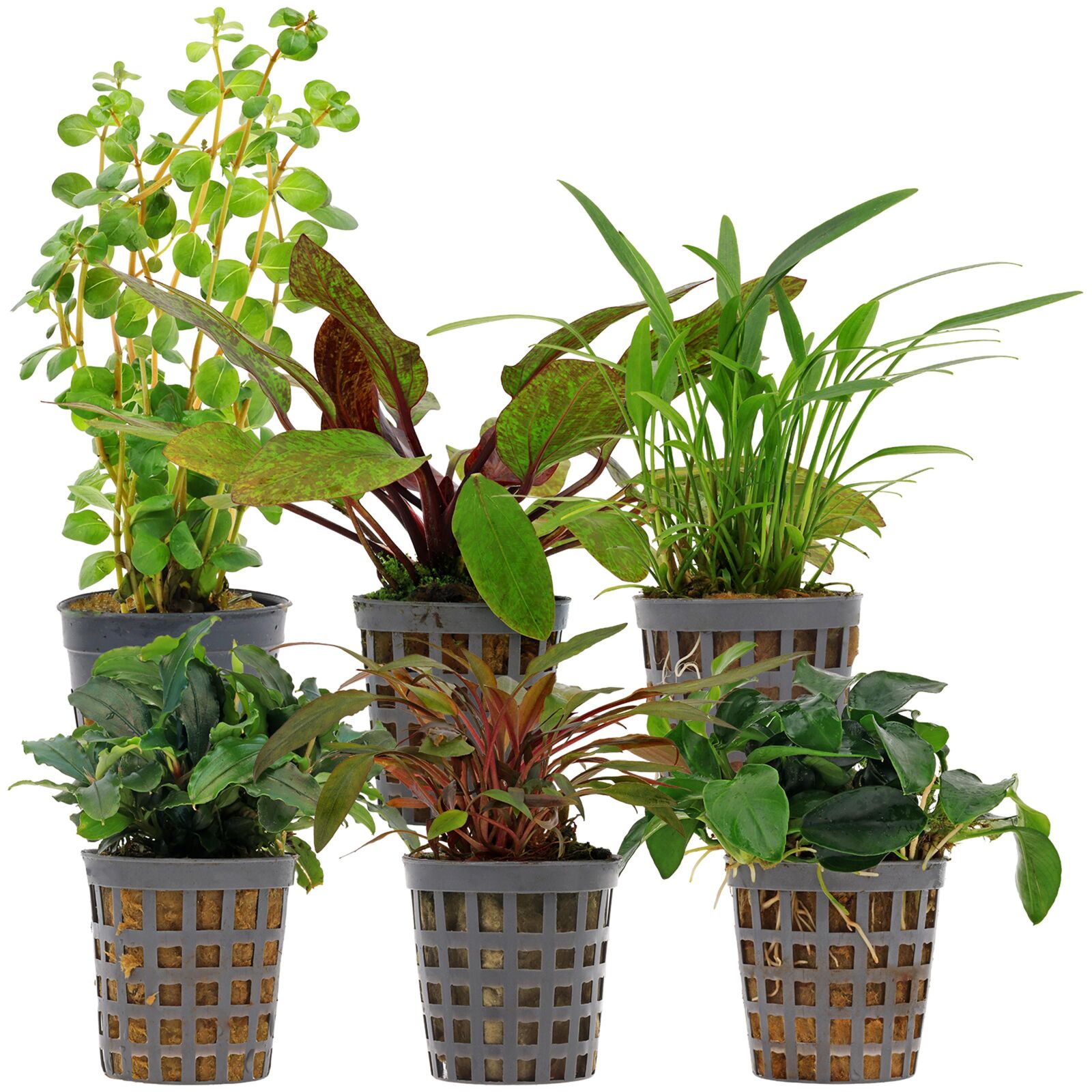 Aquarienpflanzen Set - 30 Liter - Farbig - einfach - Nr. 09