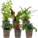 Aquarienpflanzen Set - 30 Liter - Farbig - einfach - Nr. 09