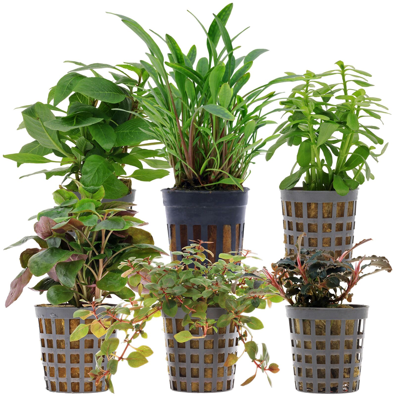 Aquarium Plant Set - 30 Liters - Colorful - Easy - No. 10