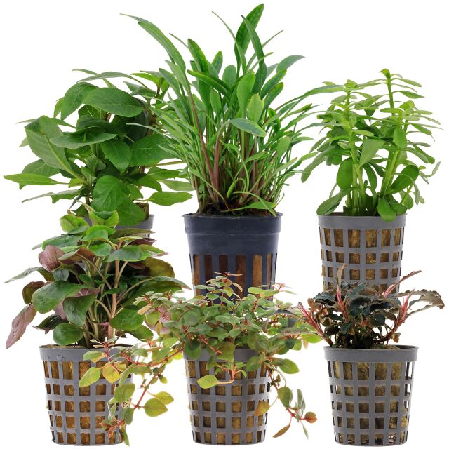 Aquarienpflanzen Set - 30 Liter - Farbig - einfach - Nr. 10