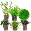 Aquarienpflanzen Set - 30 Liter - Grün - mittel -...