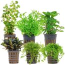 Aquarienpflanzen Set - 30 Liter - Grün - mittel -...