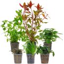 Aquarium Plant Set - 30 Liters - Green - Medium - No. 08