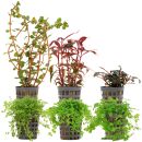 Aquarienpflanzen Set - 30 Liter - Farbig - mittel - Nr. 10