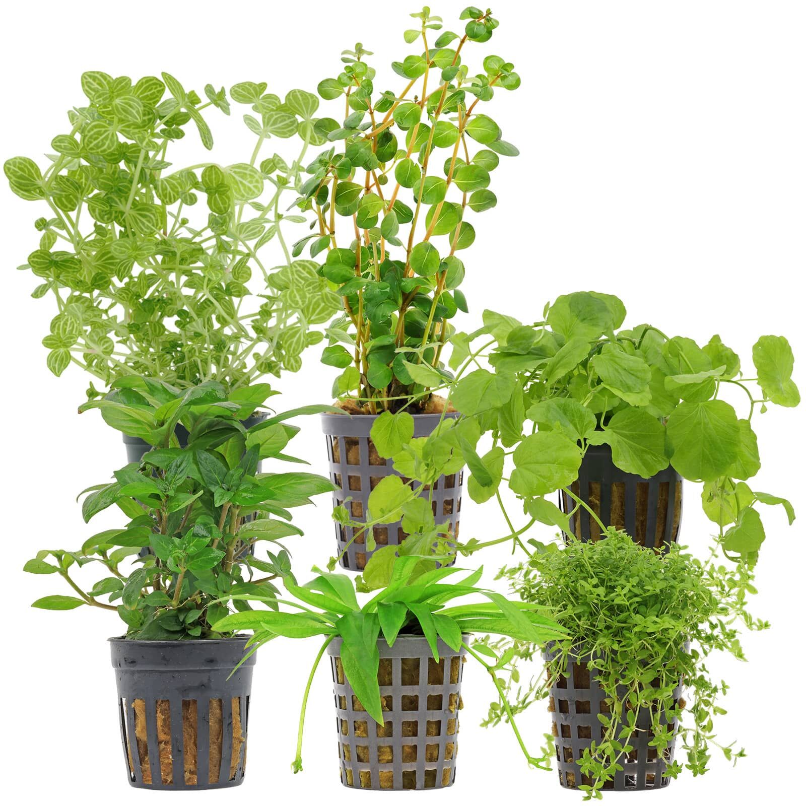 Aquarium Plant Set - 30 Liters - Algae Control - Green - Easy - No. 03