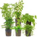Aquarienpflanzen Set - 30 Liter - Algenkiller - Grün...