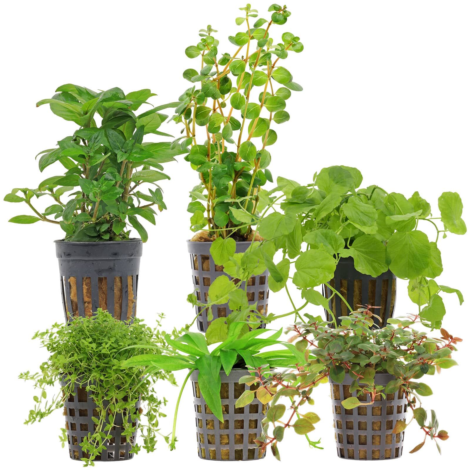 Aquarienpflanzen Set - 30 Liter - Algenkiller - Farbig - einfach - Nr. 03