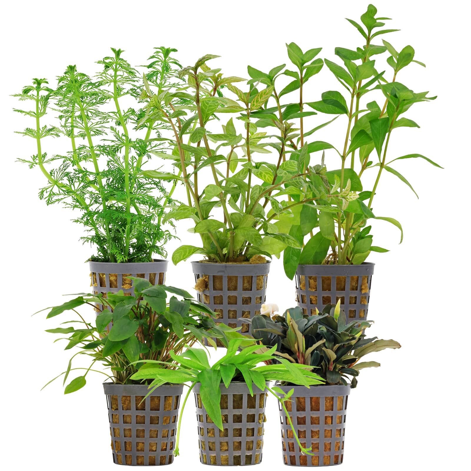 Aquarienpflanzen Set - 60 Liter - Gr&uuml;n - einfach - Nr. 09