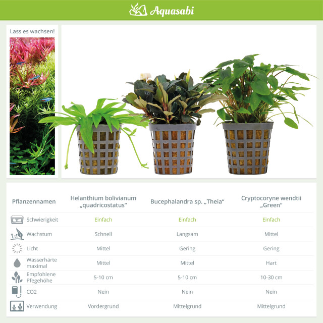 Aquarienpflanzen Set - 60 Liter - Gr&uuml;n - einfach - Nr. 09