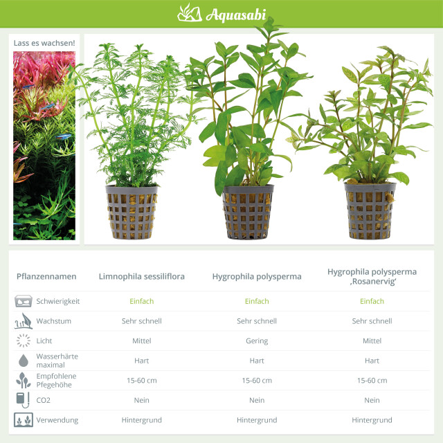Aquarienpflanzen Set - 60 Liter - Gr&uuml;n - einfach - Nr. 09