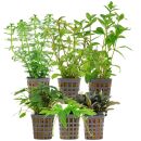 Aquarienpflanzen Set - 60 Liter - Grün - einfach -...
