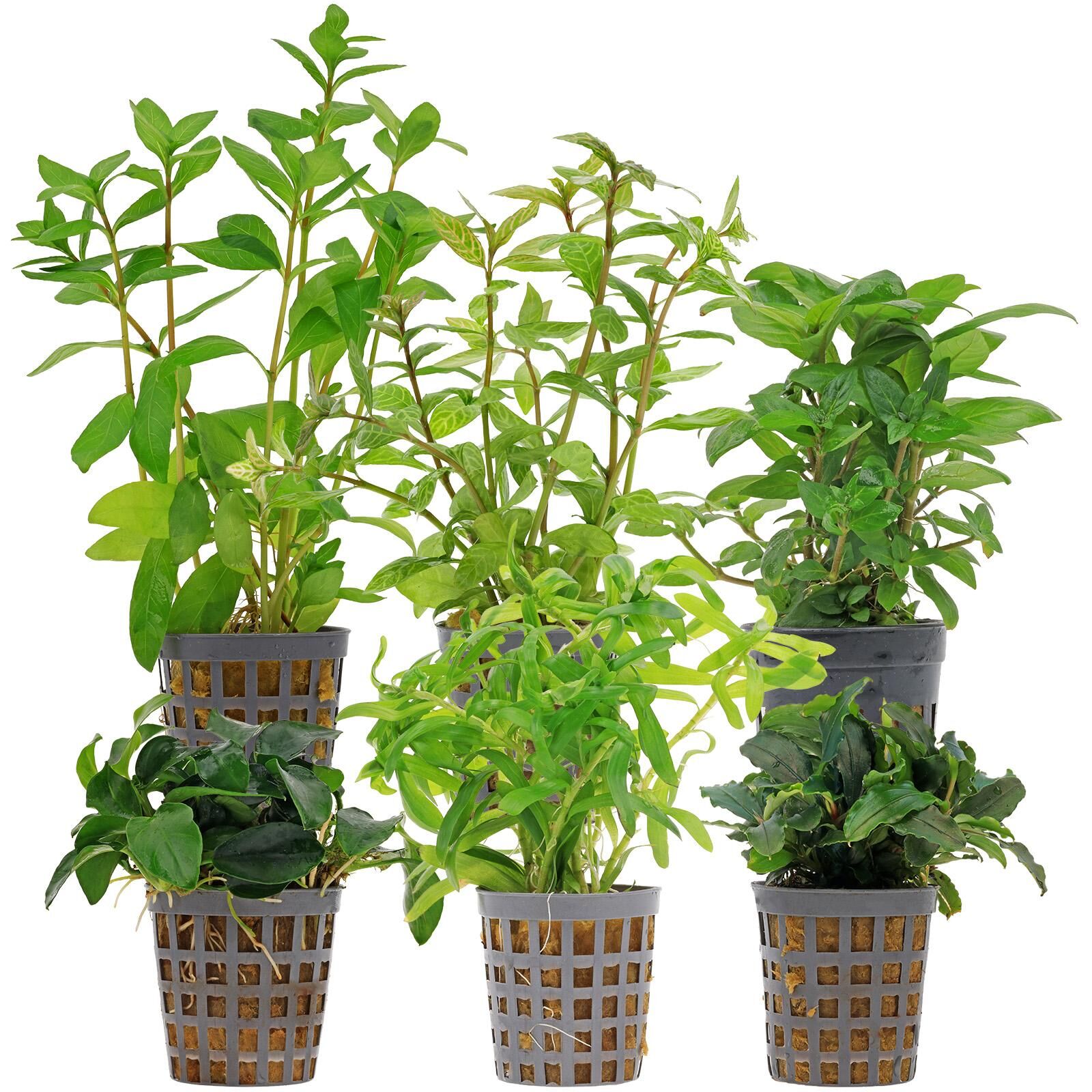 Aquarienpflanzen Set - 60 Liter - Gr&uuml;n - einfach - Nr. 10