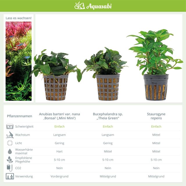 Aquarienpflanzen Set - 60 Liter - Gr&uuml;n - einfach - Nr. 10