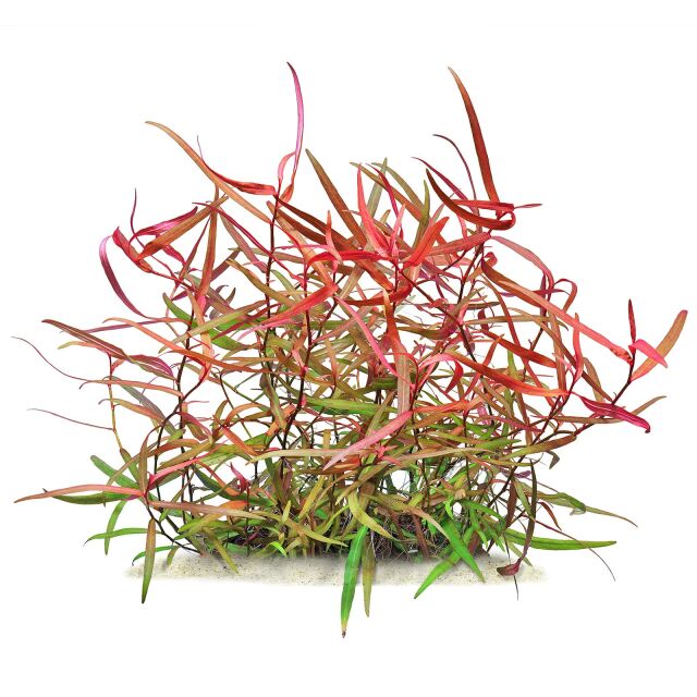 Persicaria Sp Pak Chong Aquasabi Aquarium Shop