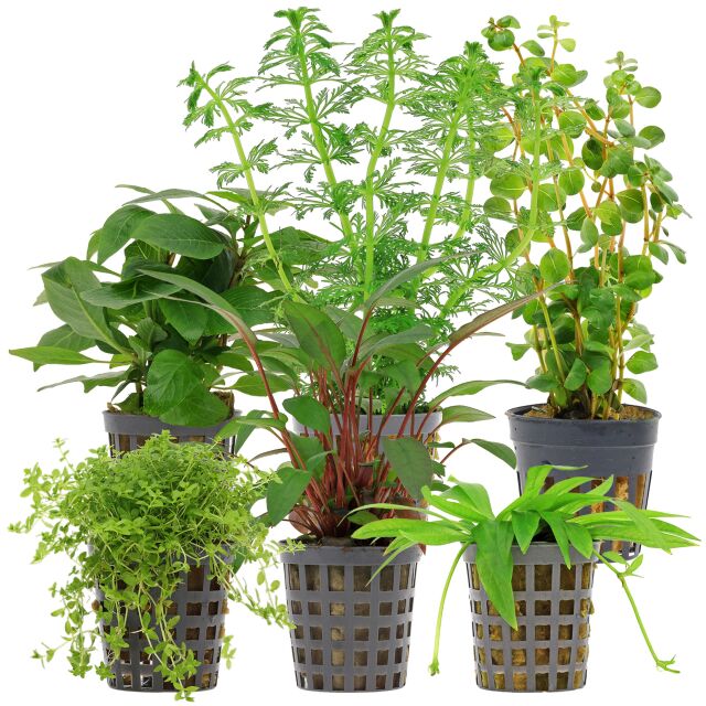 Aquarienpflanzen Set - 60 Liter - Gr&uuml;n - einfach - Nr. 12