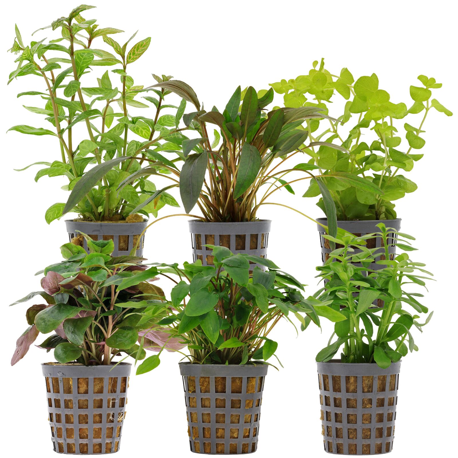 Aquarium Plant Set - 60 Liters - Green - Easy - No. 13