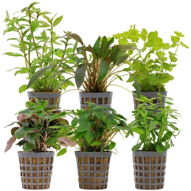 Aquarienpflanzen Set - 60 Liter - Gr&uuml;n - einfach - Nr. 13