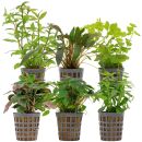 Aquarienpflanzen Set - 60 Liter - Grün - einfach -...