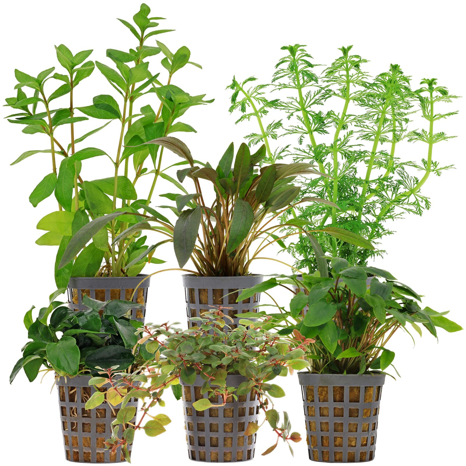 Aquarienpflanzen Set - 60 Liter - Farbig - einfach - Nr. 06