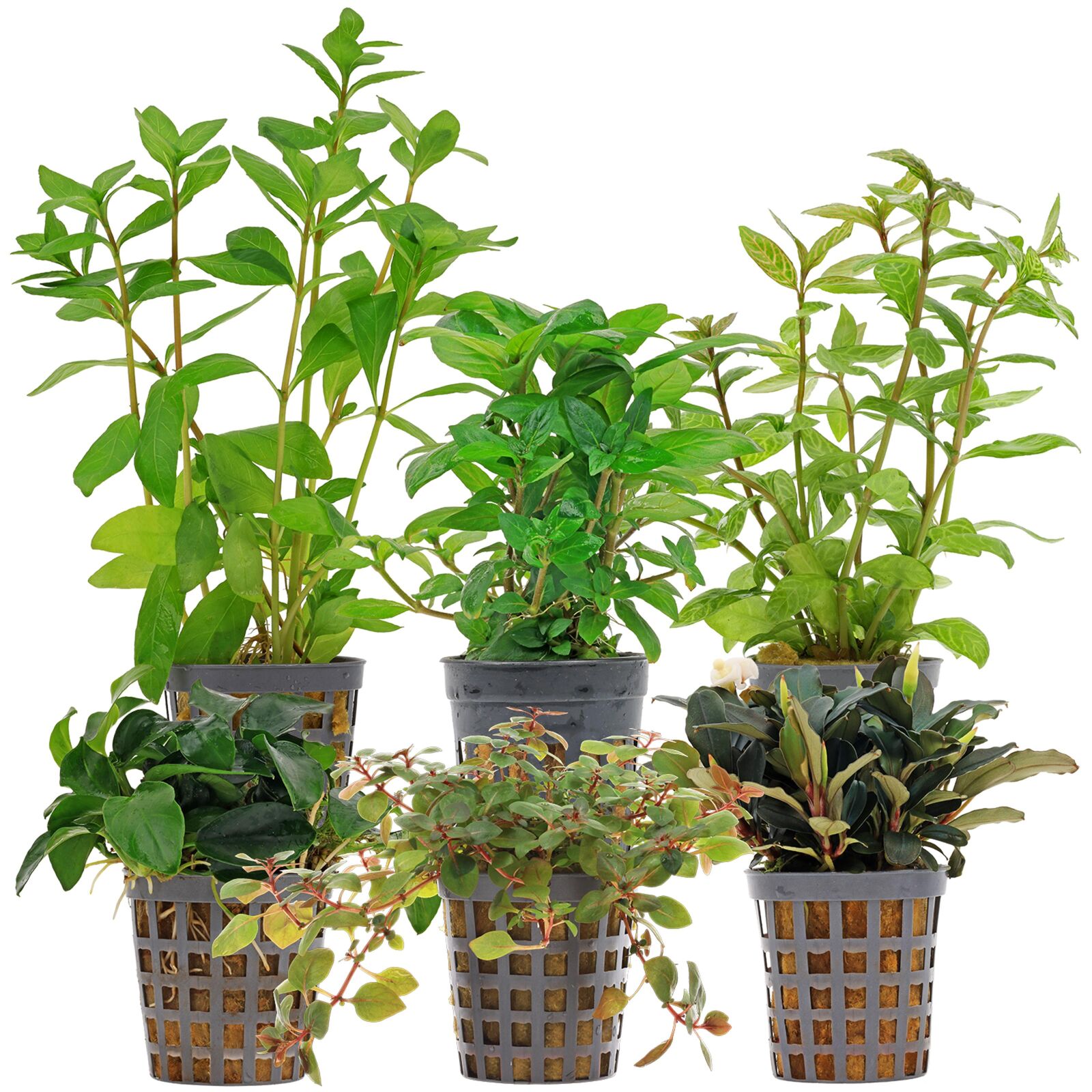 Aquarienpflanzen Set - 60 Liter - Farbig - einfach - Nr. 07