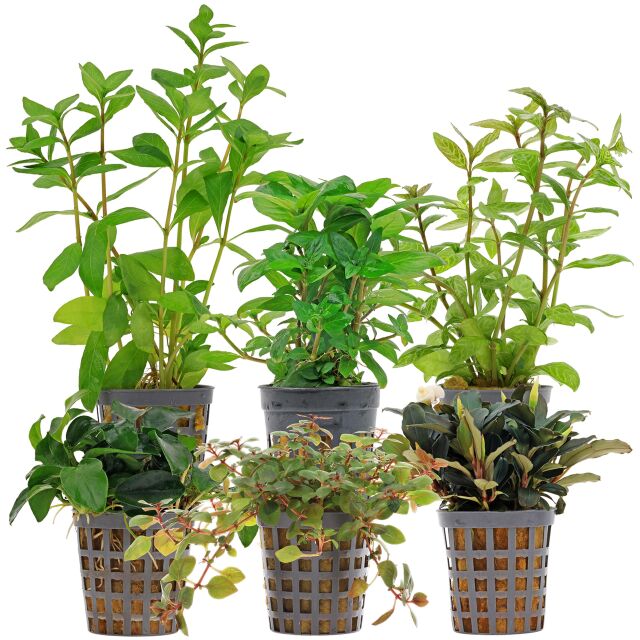 Aquarienpflanzen Set - 60 Liter - Farbig - einfach - Nr. 07