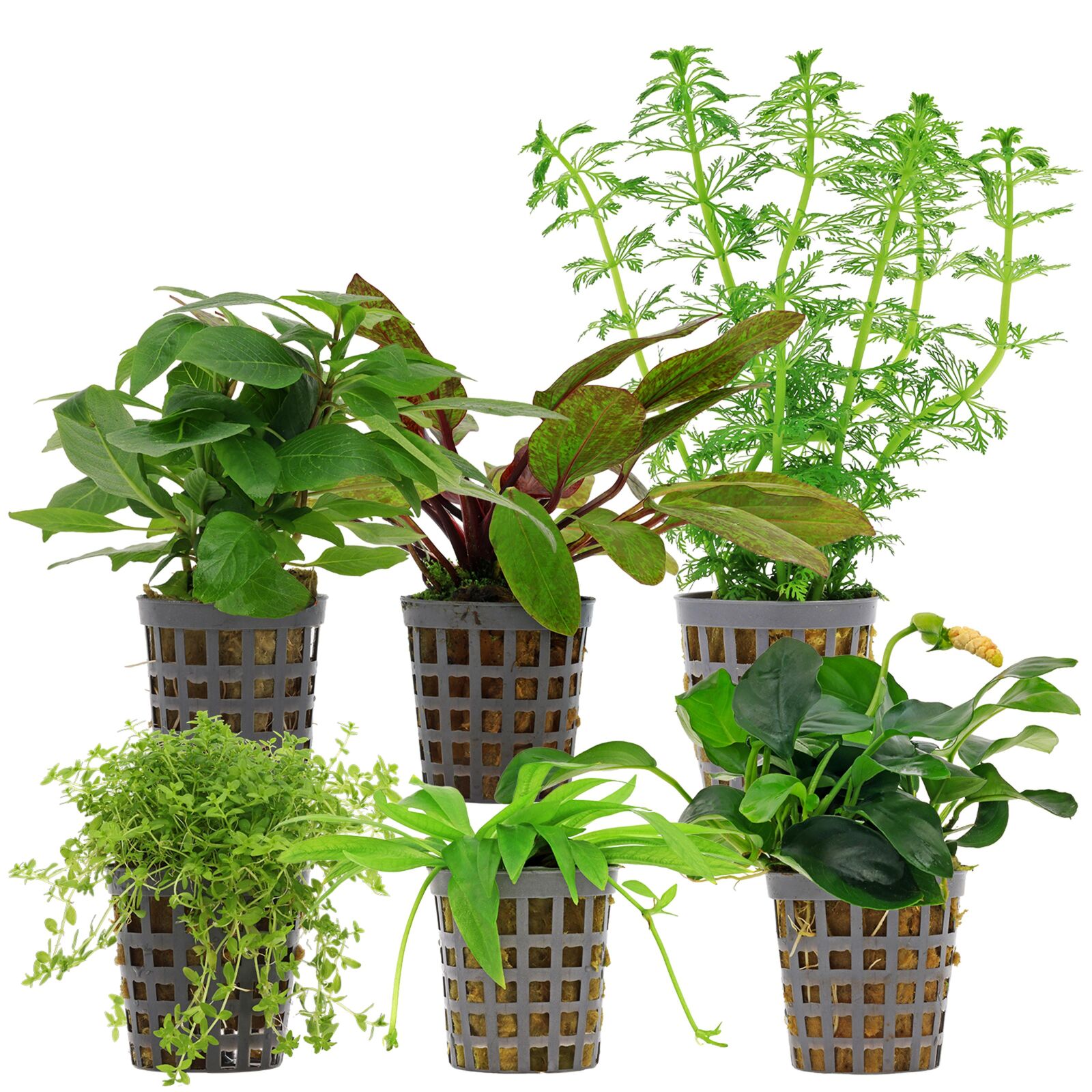 Aquarienpflanzen Set - 60 Liter - Farbig - einfach - Nr. 08