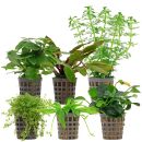 Aquarienpflanzen Set - 60 Liter - Farbig - einfach - Nr. 08