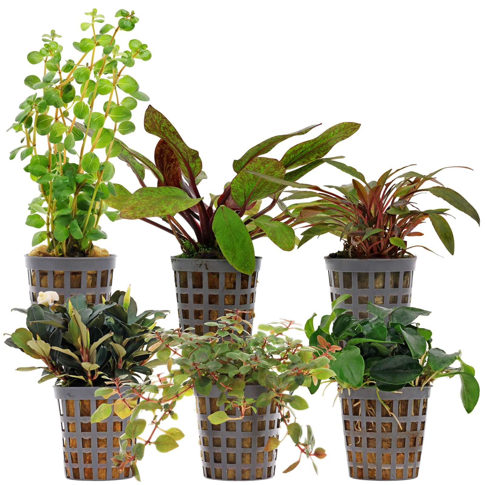 Aquarienpflanzen Set - 60 Liter - Farbig - einfach - Nr. 09