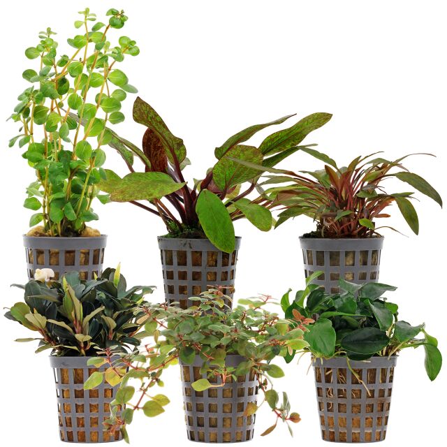 Aquarienpflanzen Set - 60 Liter - Farbig - einfach - Nr. 09