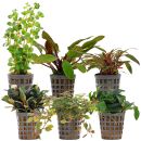 Aquarienpflanzen Set - 60 Liter - Farbig - einfach - Nr. 09