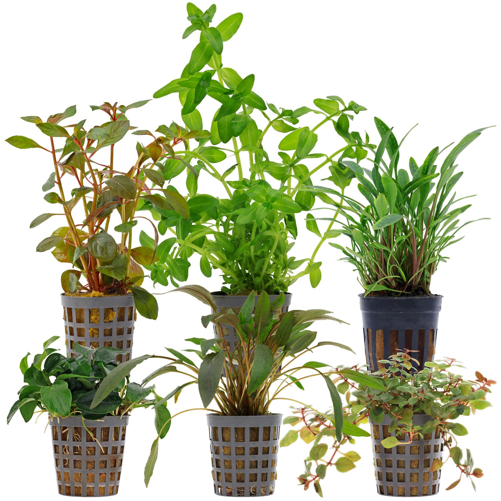 Aquarium Plant Set - 60 Liters - Colorful - Easy - No. 10