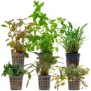 Aquarienpflanzen Set - 60 Liter - Farbig - einfach - Nr. 10