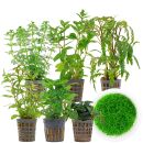 Aquarienpflanzen Set - 60 Liter - Grün - mittel -...