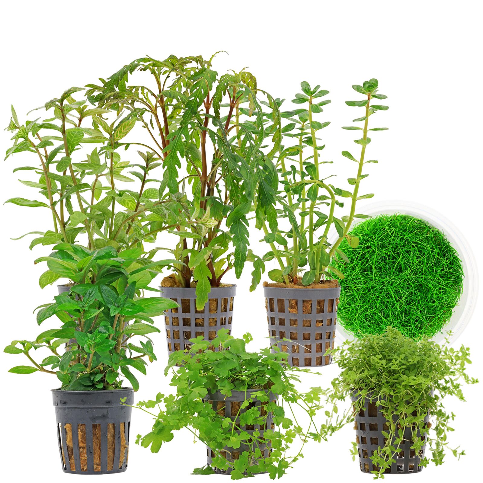Aquarienpflanzen Set - 60 Liter - Gr&uuml;n - mittel - Nr. 10