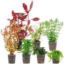 Aquarienpflanzen Set - 60 Liter - Farbig - mittel - Nr. 09