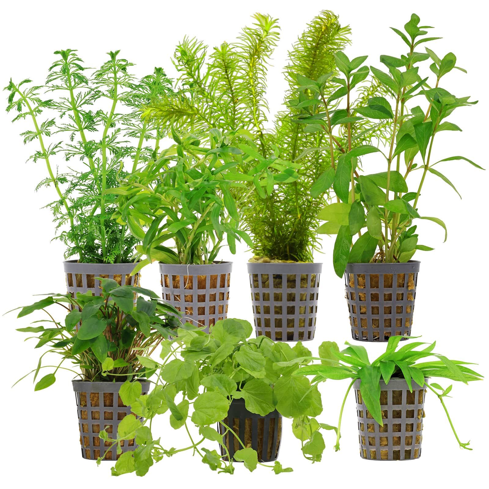 Aquarium Plant Set - 60 Liters - Algae Control - Green - Easy - No. 03