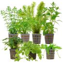 Aquarienpflanzen Set - 60 Liter - Algenkiller - Grün...