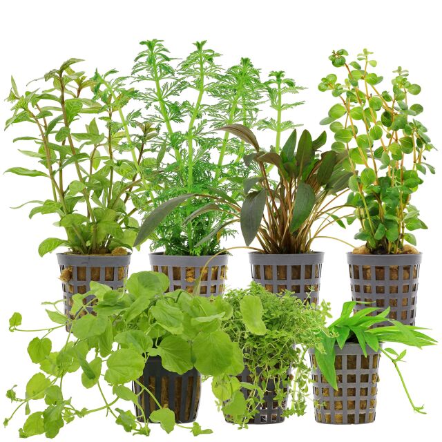 Aquarium Plant Set - 60 Liters - Algae Control - Green - Easy - No. 04