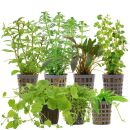 Aquarienpflanzen Set - 60 Liter - Algenkiller - Grün...