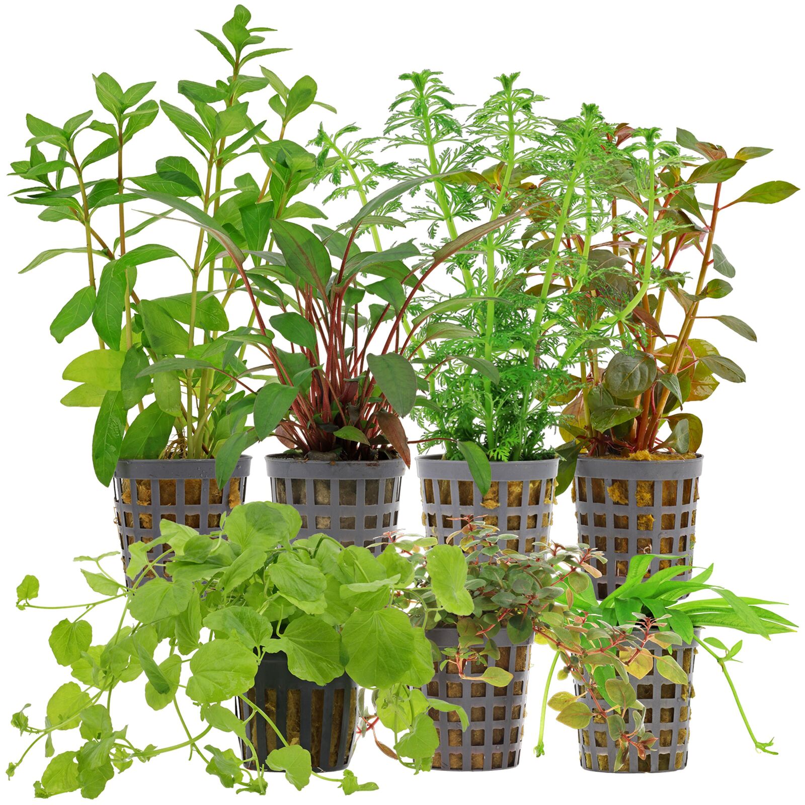 Aquarienpflanzen Set - 60 Liter - Algenkiller - Farbig - einfach - Nr. 03