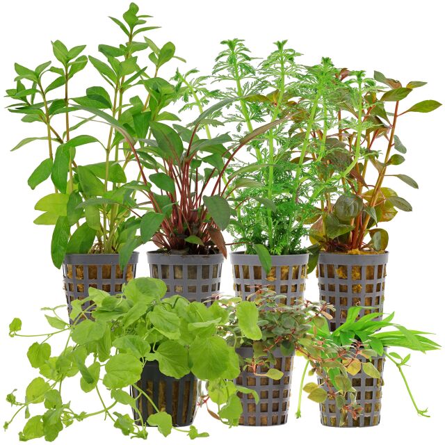 Aquarienpflanzen Set - 60 Liter - Algenkiller - Farbig - einfach - Nr. 03