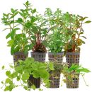 Aquarienpflanzen Set - 60 Liter - Algenkiller - Farbig -...