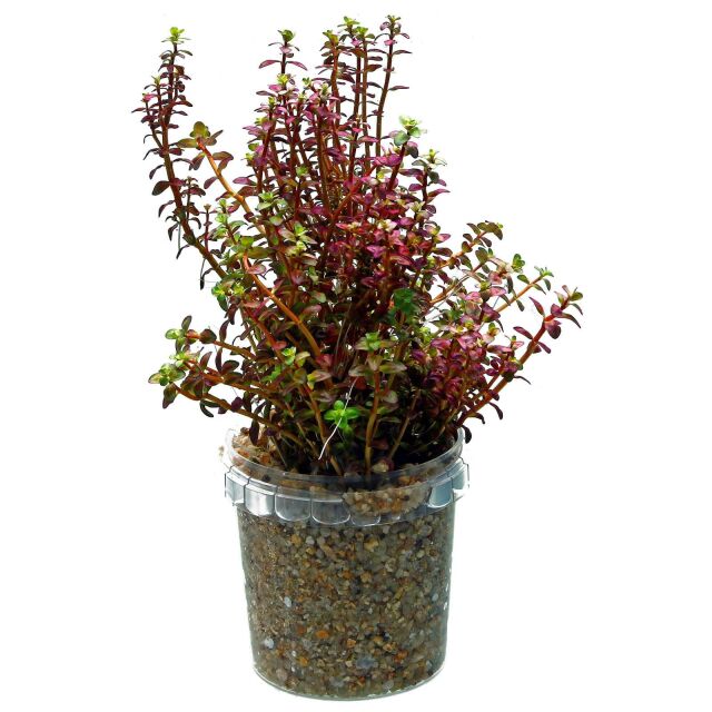 Rotala macrandra 'Mini Type 2'