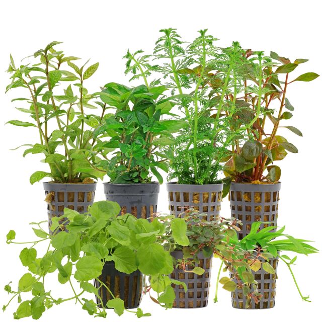 Aquarienpflanzen Set - 60 Liter - Algenkiller - Farbig - einfach - Nr. 04