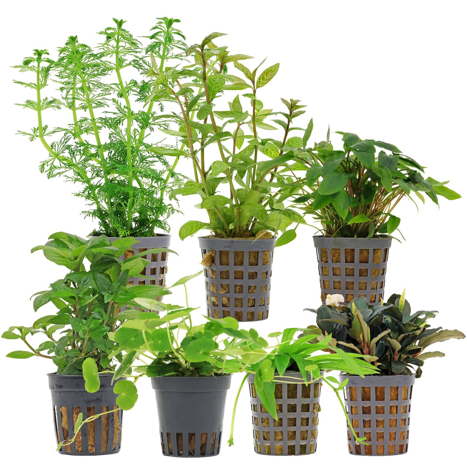 Aquarienpflanzen Set - 120 Liter - Gr&uuml;n - einfach - Nr. 06